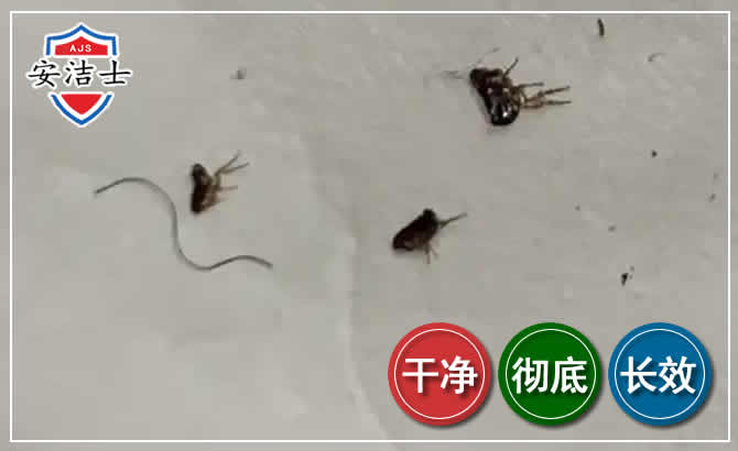 保亭跳蚤防治-灭跳蚤