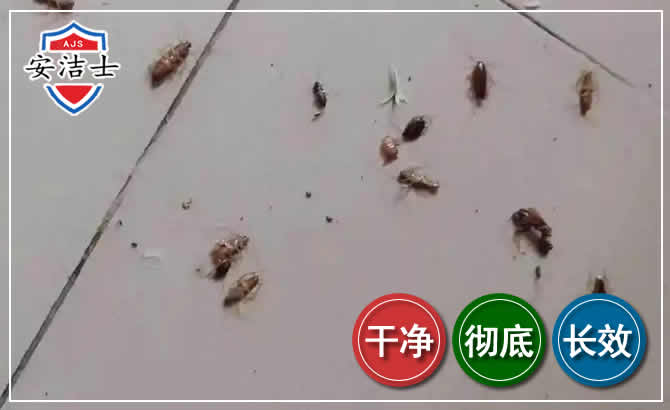保亭蟑螂防治-灭蟑螂
